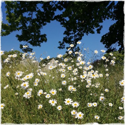 churchyard daisies