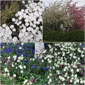 collage of garden blooms
