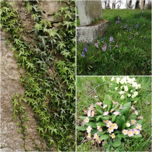 collage of churchyard wildflowers