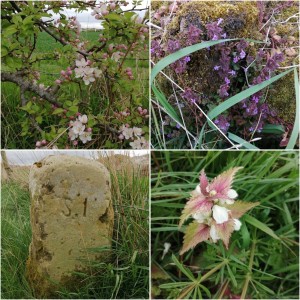 collage of hedgerow and verge plants
