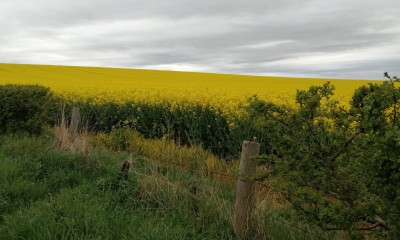 a rapeseed field in bloom