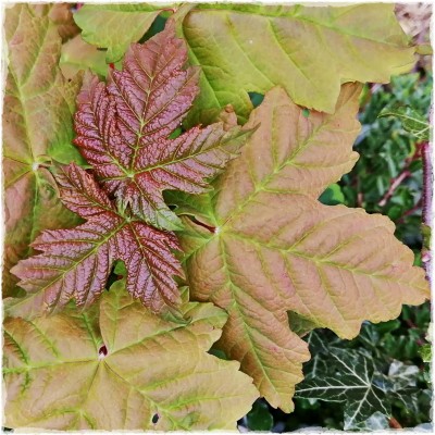 changing leaves