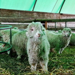 angora goats