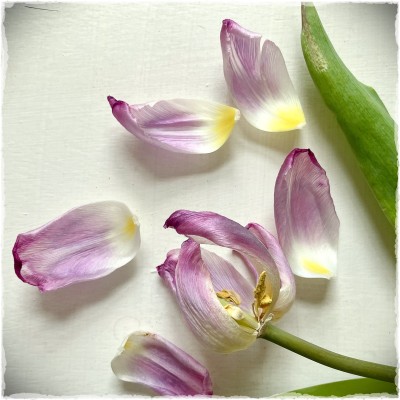 petals of a dying lilac tulip on a cream ground