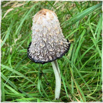 Shaggy toadstool