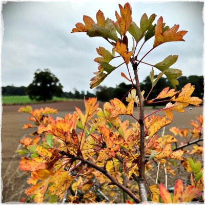 autumn leaves