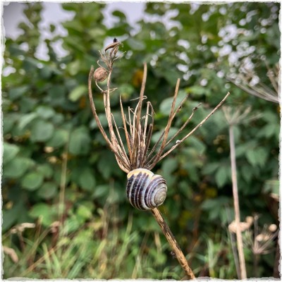 snail on a stalk
