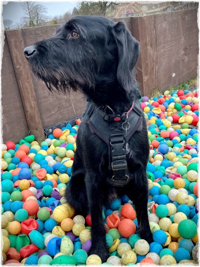 Big black dog sitting in a ball softplay area